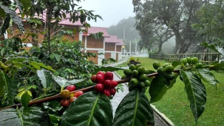 Finca Santa Rosa เตโอเซโล ภายนอก รูปภาพ